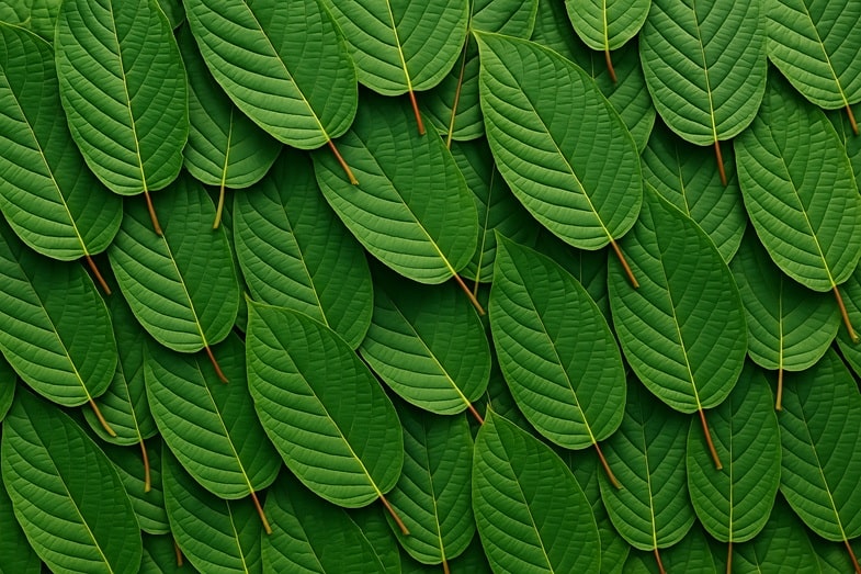 Vedlejší účinky a kontraindikace Kratomu