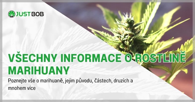 Všechny informace o rostlině marihuany